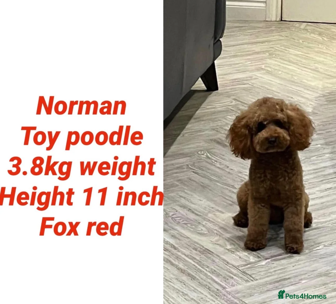 Cavapoo dogs for sale: Confirmed litter of F1b Cavapoo’s  - Advert 2