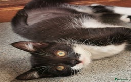Mixed Breed cats for adoption: Apricot and Peach - sister kittens - Image 6