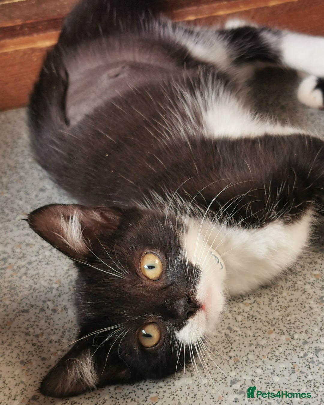 Mixed Breed cats for adoption: Apricot and Peach - sister kittens - Image 6