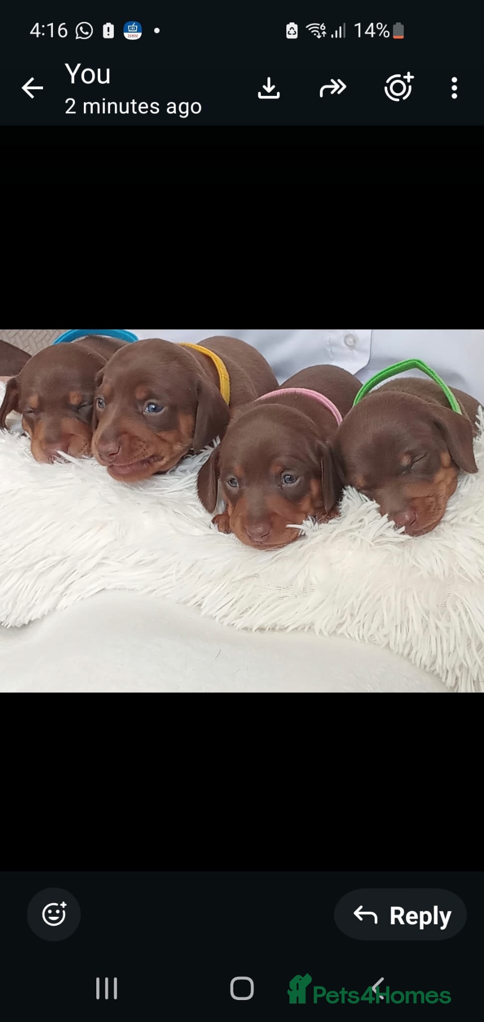 Dachshund dogs Stunning chunky Dachsund Puppies  - Advert 1