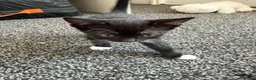 Mixed Breed cats for sale: 5 kittens for sale.  in Ashford - Advert 16