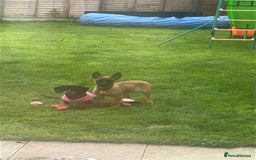 Belgian Shepherd Dog dogs for sale: Belgium malinois  - Image 2