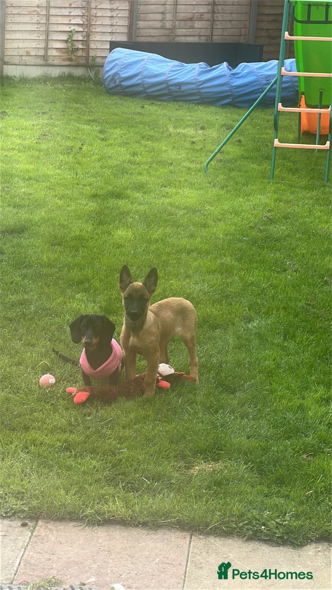 Belgian Shepherd Dog dogs for sale: Belgium malinois  - Image 2