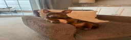 Jack Russell dogs for sale: Pure Jack russell puppies  in York - Advert 21