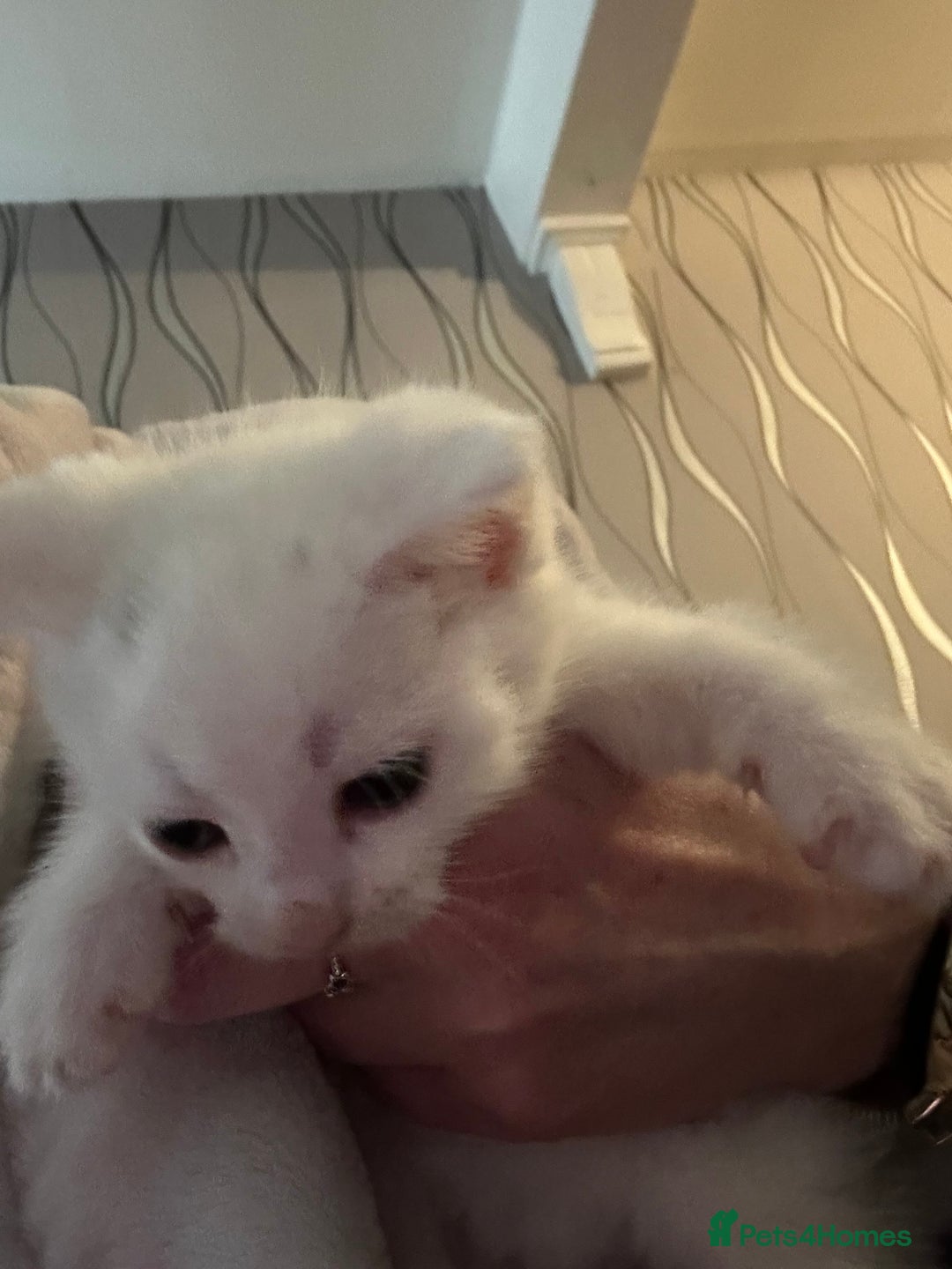 Mixed Breed cats for sale: Maine coon x kittens - Image 5