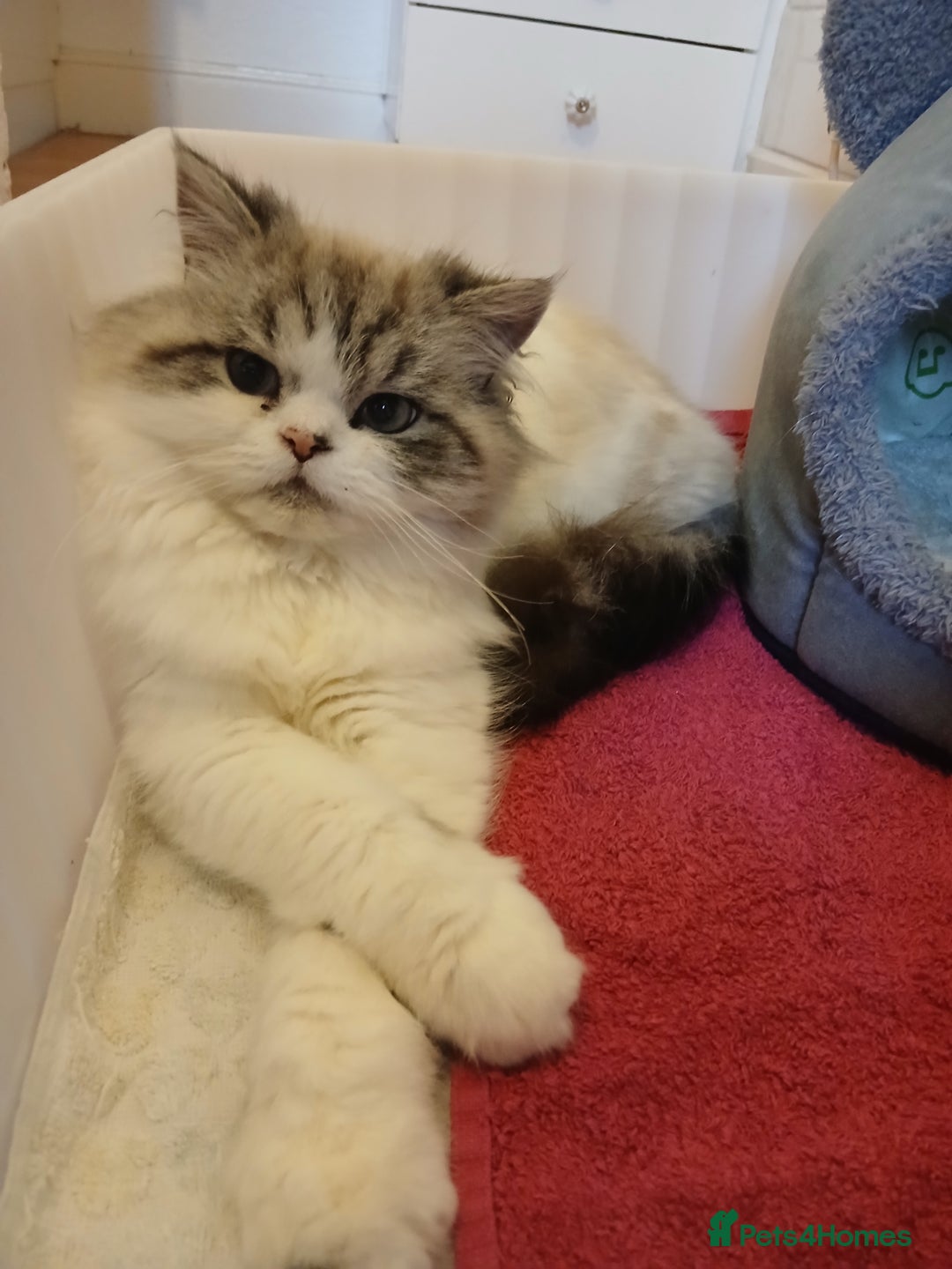 Persian cats for sale: Male doll faced pure Persian cat - Advert 2