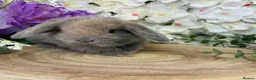 Mini Lop rabbits for sale: Mini Lop Bunnies - Advert 16
