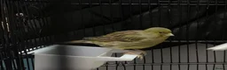 Canaries birds for sale: Fife canaries  - Advert 8