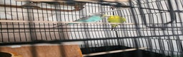 Budgerigars birds for sale: beautiful birds - Advert 3