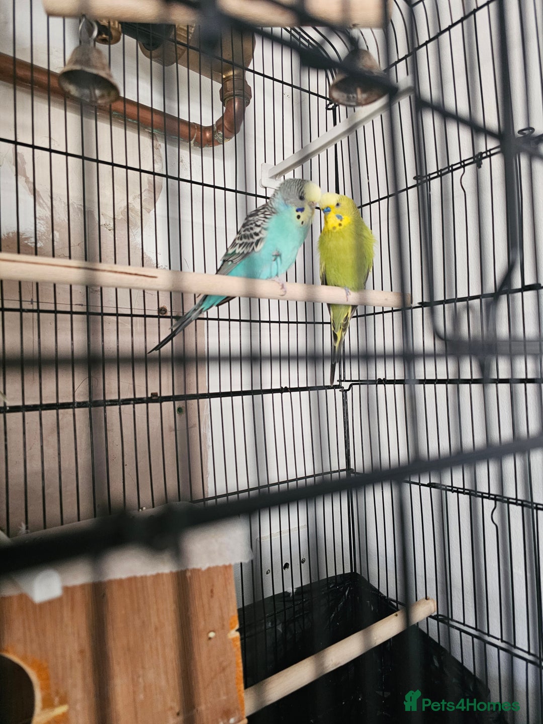 Budgerigars birds for sale: beautiful birds - Advert 3