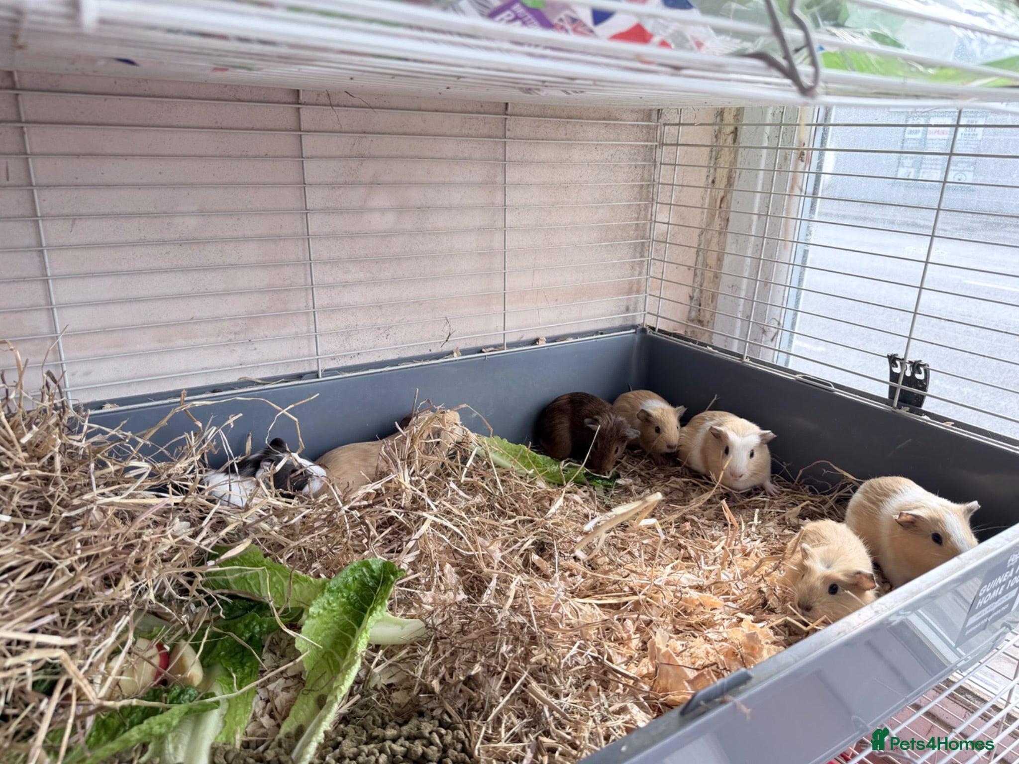 Guinea Pig rodents baby guinea pigs - Advert 17