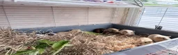 Guinea Pig rodents for sale: 16 baby guinea pigs - Advert 19