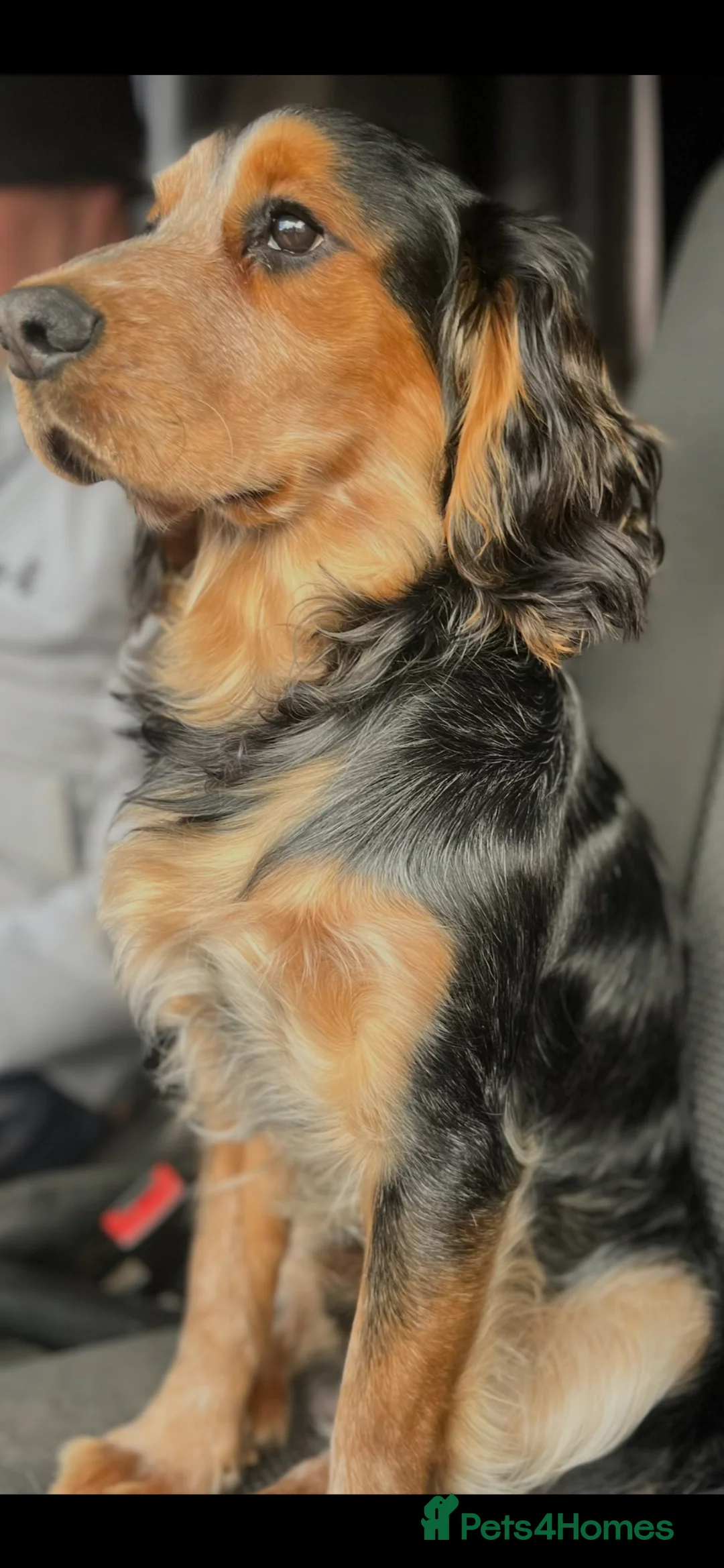 Field Spaniel dogs for stud: Beautiful spaniel for stud  in Havant - Advert 2