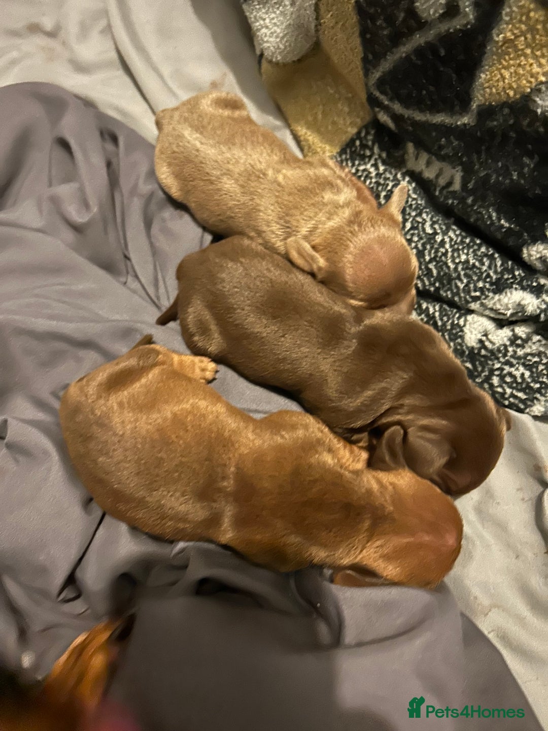 Dachshund dogs for sale: Mini daushound pups 3 available 2 boys and 1 girl - Advert 9