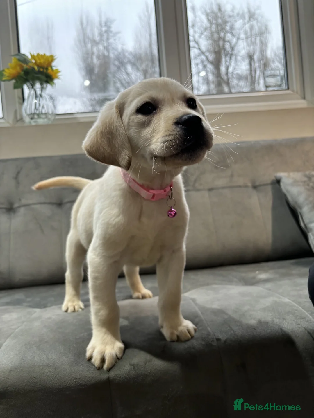 Labrador Retriever dogs for sale: New Litter of Labradors - Ready for Training  - Advert 1