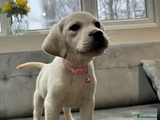 Labrador Retriever dogs for sale: New Litter of Labradors - Ready for Training - Advert 4