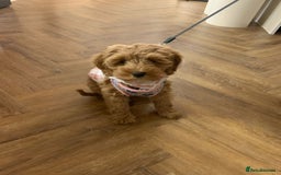 Cockapoo dogs for stud: Proven F/F Red Cockapoo DNA Tested - For Stud in Coventry - Image 19