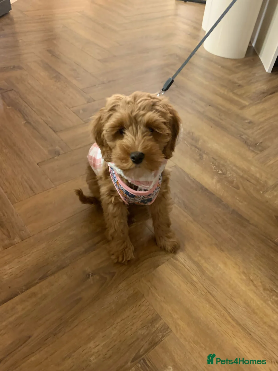 Cockapoo dogs for stud: *PROVEN* DNA TESTED F/F Gene Red Cockapoo Stud in Coventry - Advert 19