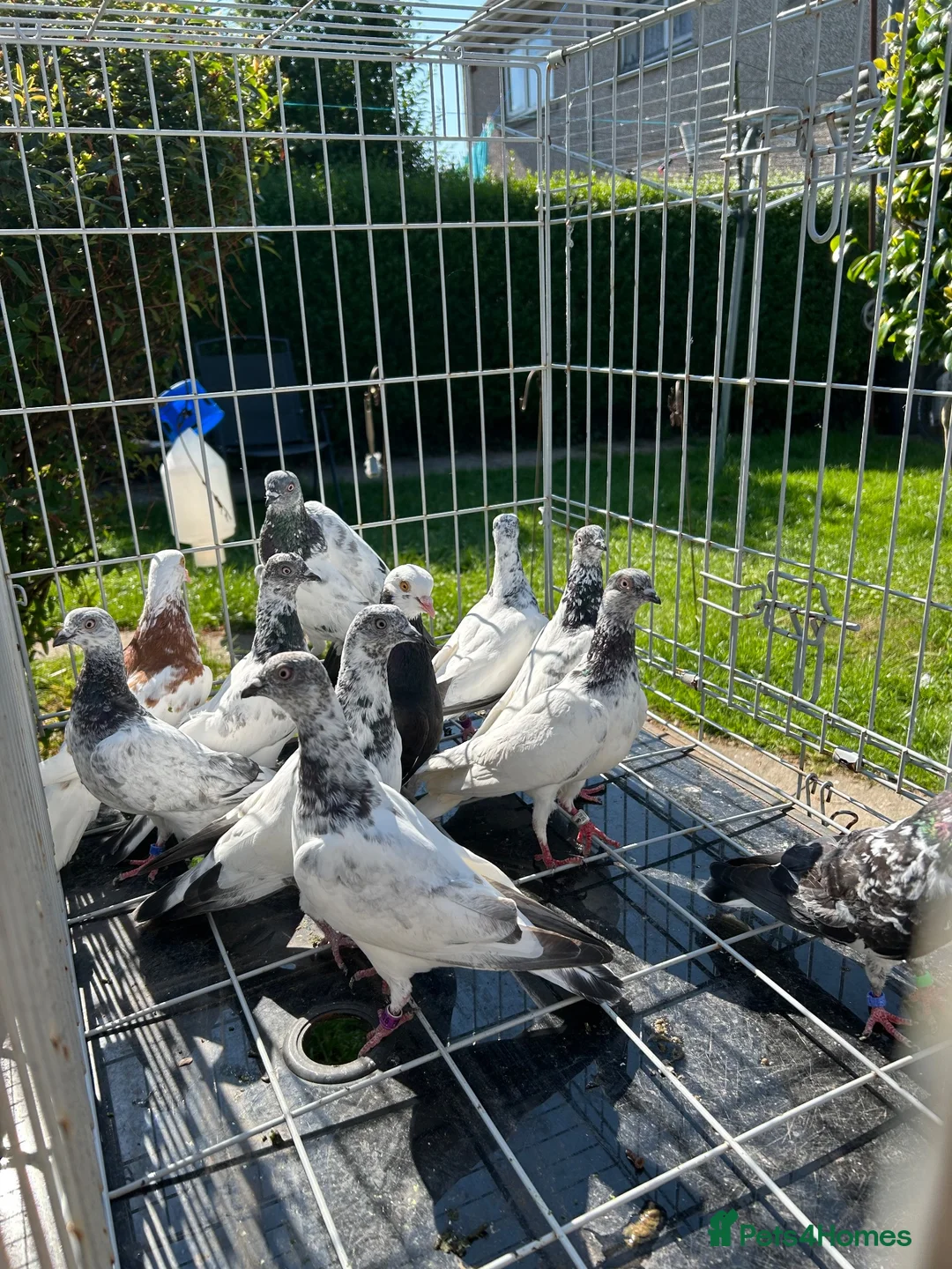 Pigeons birds for sale: Budapest  - Advert 4