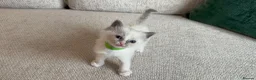Ragdoll cats for sale: Ragdoll Babies - Advert 14