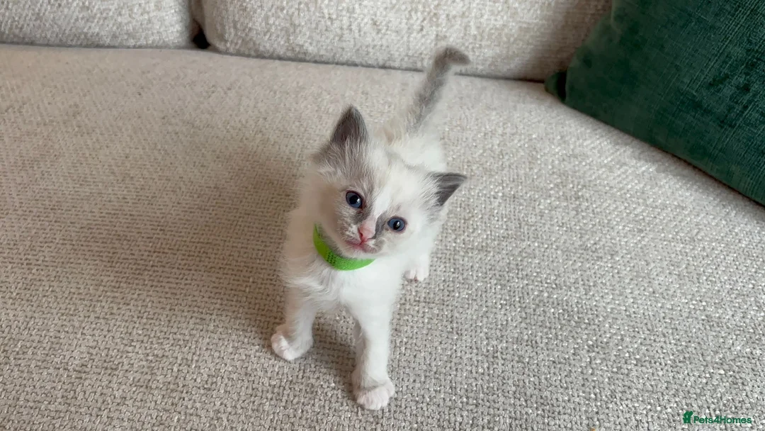 Ragdoll cats for sale: Ragdoll Babies - Advert 14