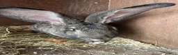 Continental Giant rabbits for sale: Worlds Biggest Bunnies  - Advert 1