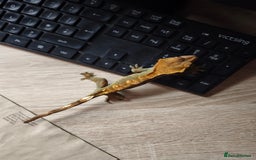 Gecko reptiles for sale: Female crested gecko  - Image 3