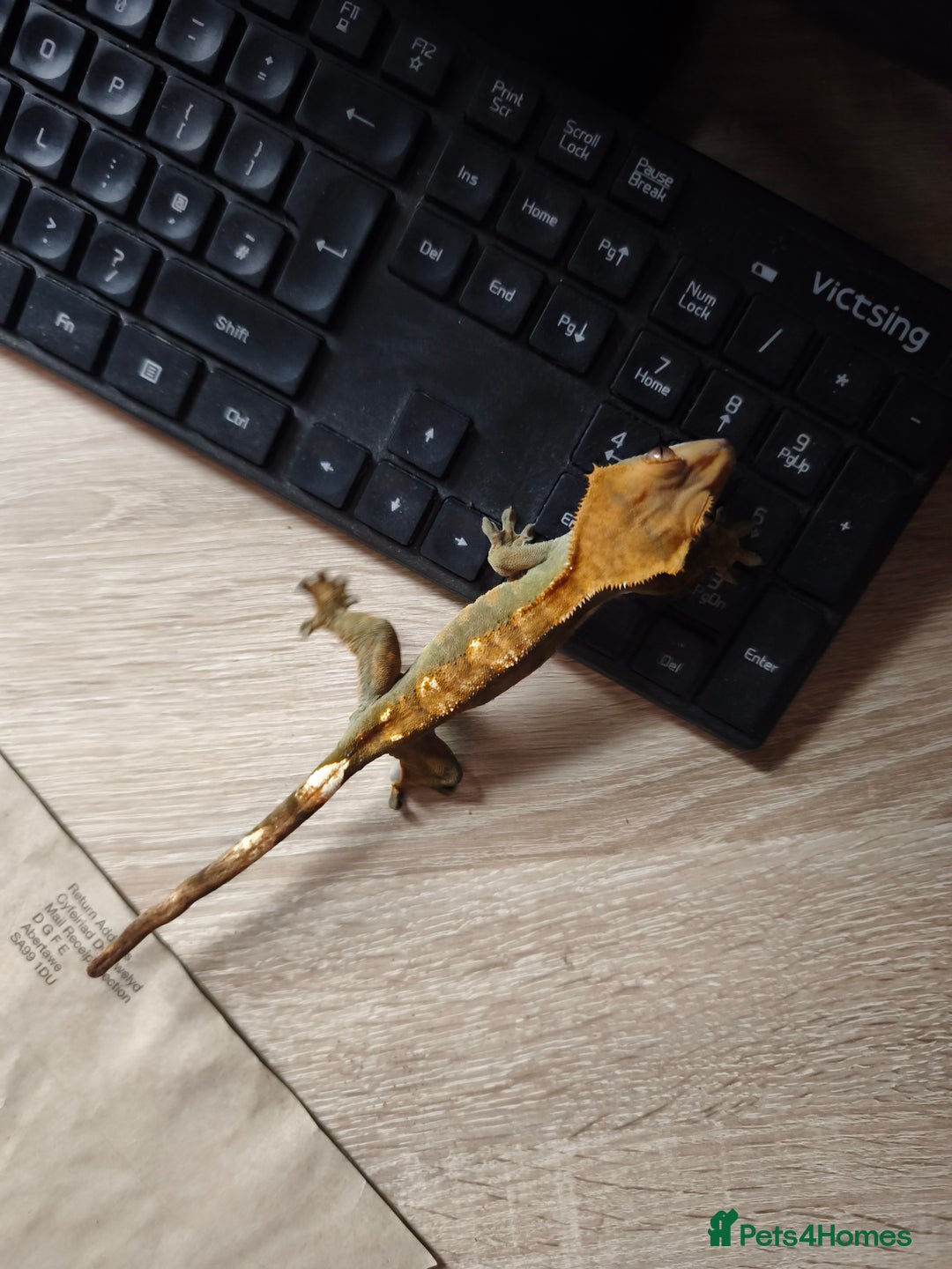 Gecko reptiles for sale: Female crested gecko  - Image 3