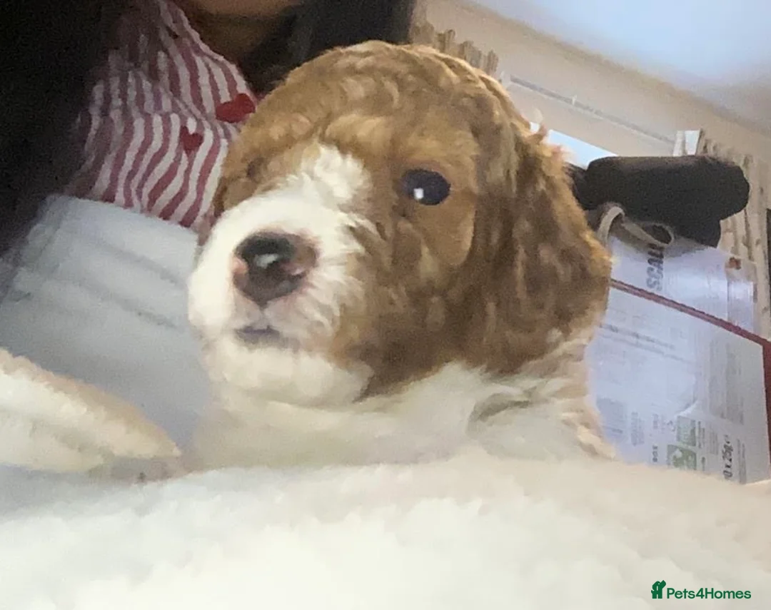 Cockapoo dogs for sale: Toy Poodle x Cockapoo Puppies Family Raised in Hayes - Advert 12