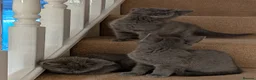 Russian Blue cats for sale: Pure Russian Blue kittens for sale  - Advert 6