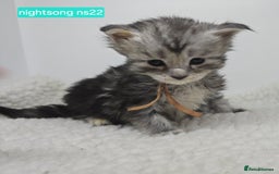 Maine Coon cats for sale: Maine Coon Kittens Silver Imported Shaded Lines - Image 13