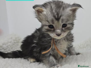 Maine Coon cats Maine Coon Kittens Silver Imported Shaded Lines - Advert 10