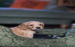 Cockapoo dogs for sale: UNIQUE SABLE BOY READY TO GO ✨ - Image 23