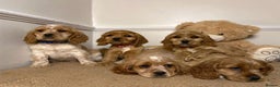 Cavapoo dogs for sale: F2 Cavapoo puppies 🐶 - Advert 14