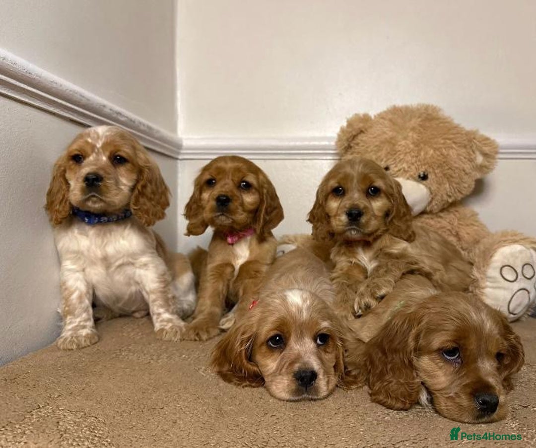 Cavapoo dogs for sale: F2 Cavapoo puppies 🐶 - Advert 14