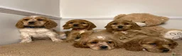 Cavapoo dogs for sale: F2 Cavapoo puppies 🐶 - Advert 14