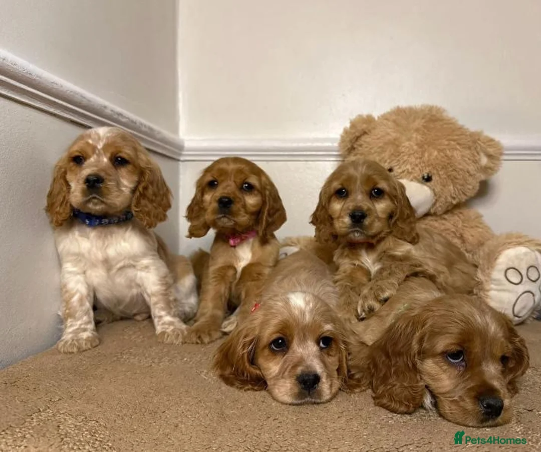 Cavapoo dogs for sale: F2 Cavapoo puppies 🐶 - Advert 14