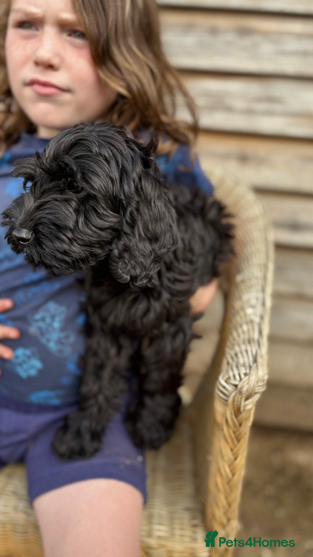 Cockapoo dogs for sale: 🐾 Cockerpoo puppies for sale 🐾  - Image 6