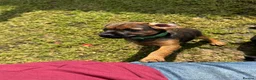 Mixed Breed dogs for sale: Border cross paterdale puppies. - Advert 7