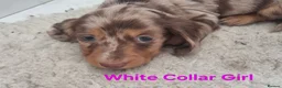 Miniature Dachshund dogs for sale: Gorgeous Chocolate and Dapple Long Haired Pups - Advert 6
