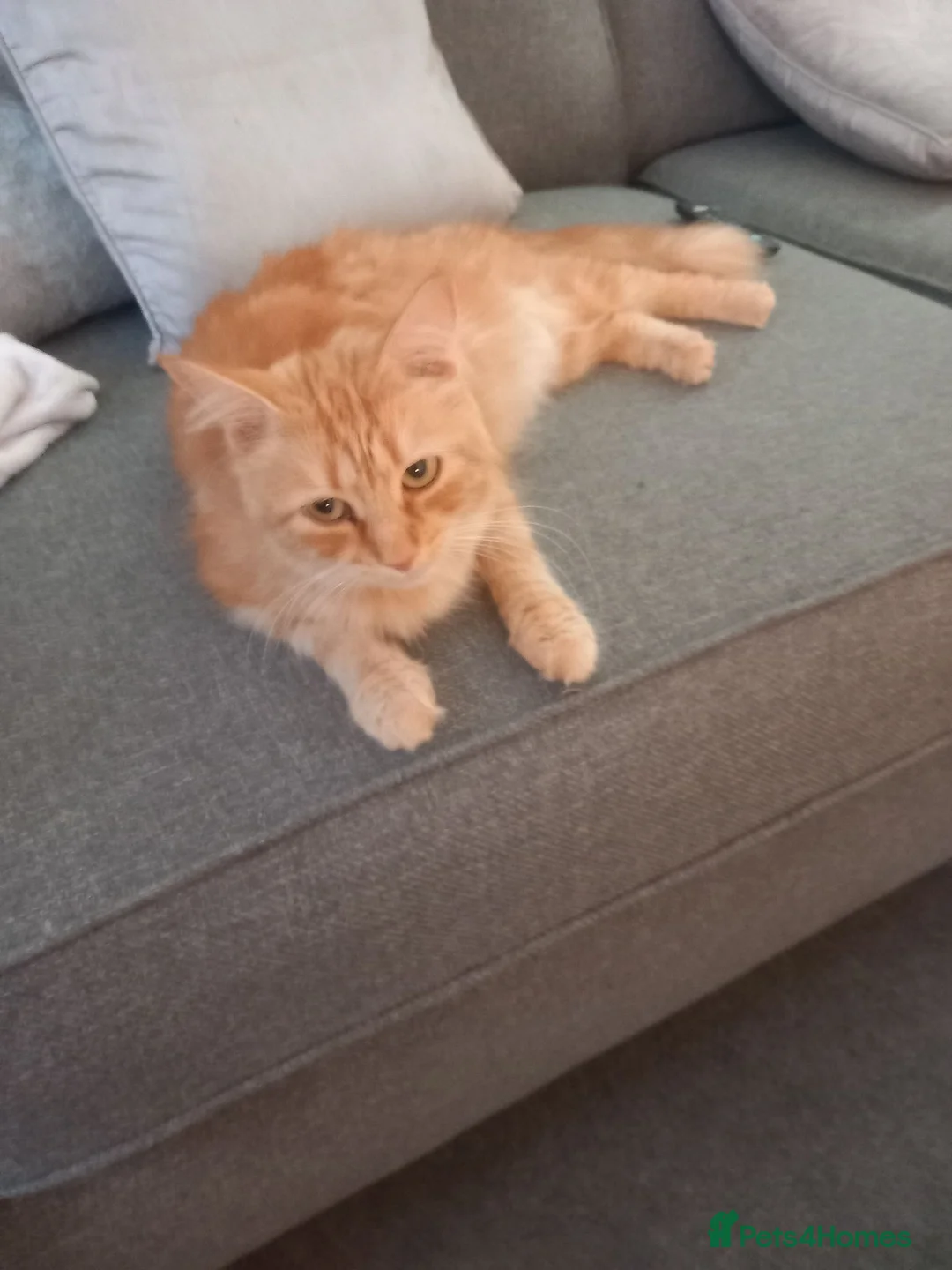 Mixed Breed cats for sale: 4 kittens ready for forever homes in Bristol - Advert 2