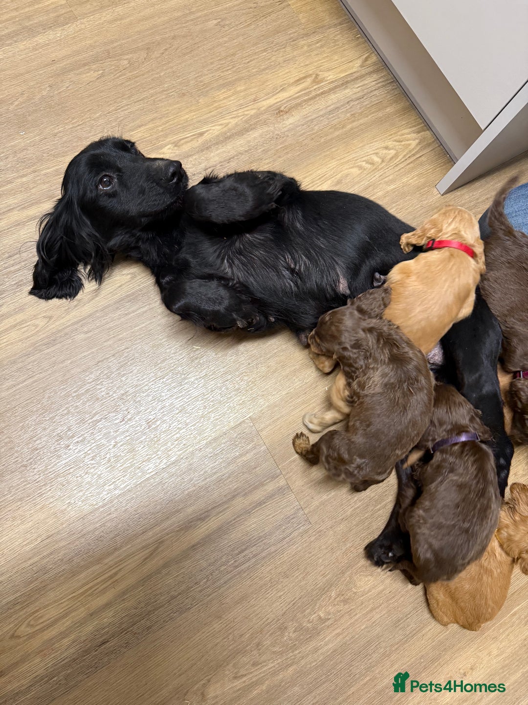 Cocker Spaniel dogs for sale: cocker spaniel puppies  - Advert 4