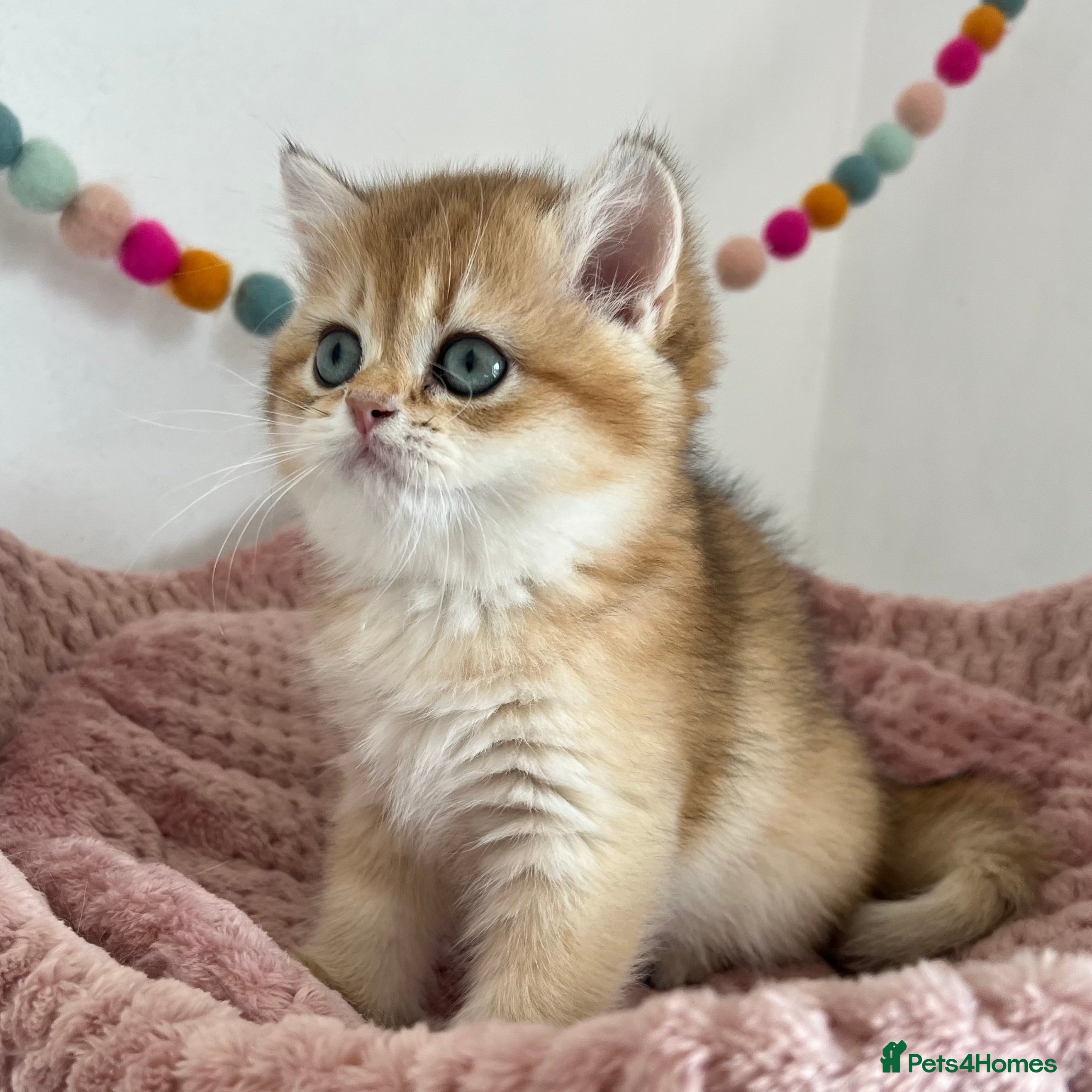 British Shorthair cats Stunning Golden Kittens  - Advert 2