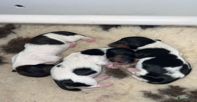Miniature Dachshund dogs - Advert 12