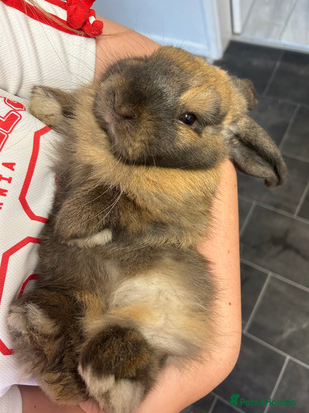 Mini Lop rabbits for sale: Mini lops for a rehome  - Advert 5