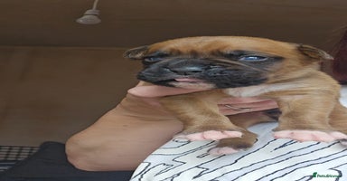 Boxer dogs - Advert 1