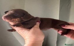 Dachshund dogs for sale: Stunning miniature dauchound puppies  - Advert 4