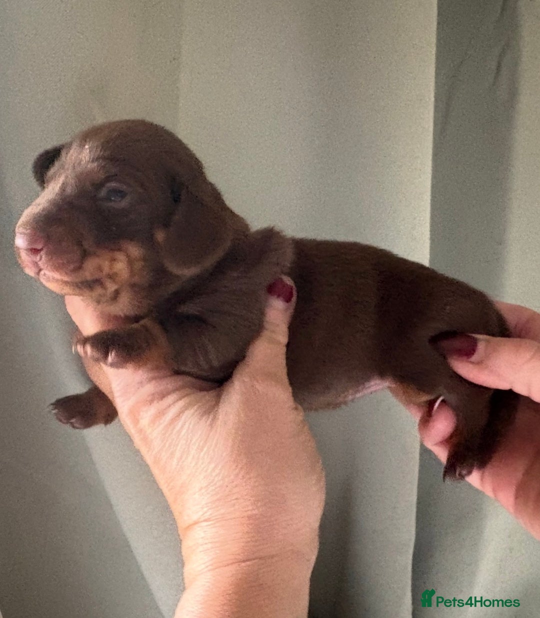 Dachshund dogs for sale: Stunning miniature dauchound puppies  - Advert 4
