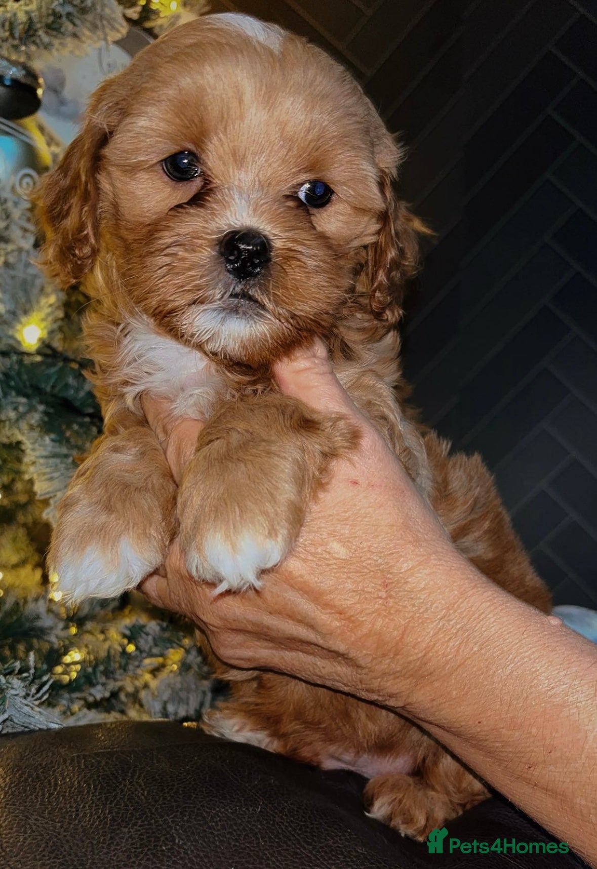 Shihpoo dogs beautiful Shihpoos looking for their forever homes - Advert 4
