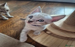Bengal cats for sale: TICA large/clouded rosettes snow bengal kittens  - Image 2